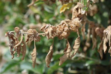 Withania somnifera, Solanaceae 'de yemyeşil bir çalıdır.