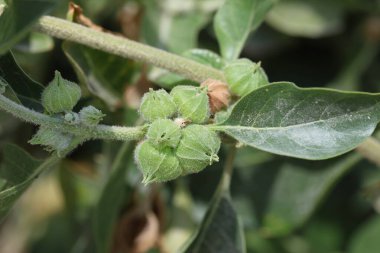 Withania somnifera, Solanaceae 'de yemyeşil bir çalıdır.