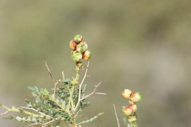 Sarcopoterium spinosum meyveleri (dikenli burnet)