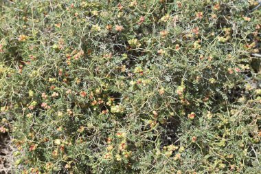 Sarcopoterium spinosum meyveleri (dikenli burnet)