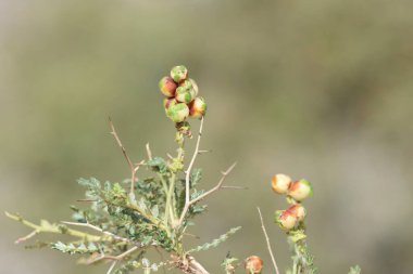 Sarcopoterium spinosum meyveleri (dikenli burnet)
