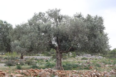 Kayalık boğa dağında yaşlı bir zeytin ağacı, muhtemelen Tarsus Sarulak adında yerel bir zeytin türü.