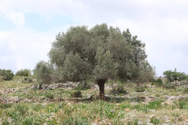 Kayalık boğa dağında yaşlı bir zeytin ağacı, muhtemelen Tarsus Sarulak adında yerel bir zeytin türü.