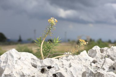  Euphorbia rigida, aynı zamanda sincap spurge olarak da bilinir, kayalarda yetişir.