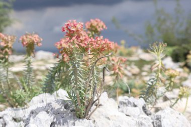 Euphorbia rigida, aynı zamanda sincap spurge olarak da bilinir, kayalarda yetişir.