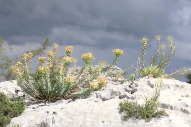 Euphorbia rigida, aynı zamanda sincap spurge olarak da bilinir, kayalarda yetişir.