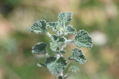 Marrubium vulgare (beyaz horehound veya yaygın horehound), naneli bitki (Lamiaceae) familyasından bir bitki türü.)