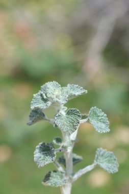 Marrubium vulgare (beyaz horehound veya yaygın horehound), naneli bitki (Lamiaceae) familyasından bir bitki türü.)