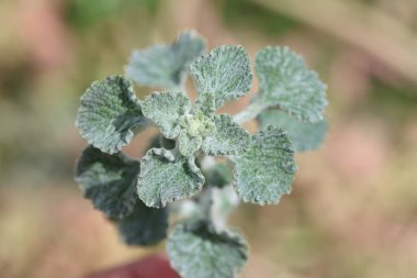 Marrubium vulgare (beyaz horehound veya yaygın horehound), naneli bitki (Lamiaceae) familyasından bir bitki türü.)