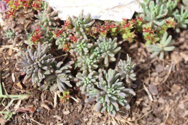Sahada sedum rubens (kırmızı taş)