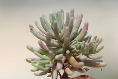 Sahada sedum rubens (kırmızı taş)