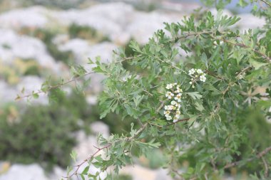 İlkbaharda çiçek açan Akdeniz Şahini (Crataegus azarolus) ağacı