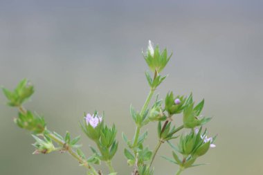Sherardia, Rubiaceae familyasından bir bitki cinsidir. Cins sadece bir tür içerir, Sherardia arvensis, (mavi) alan delisi.