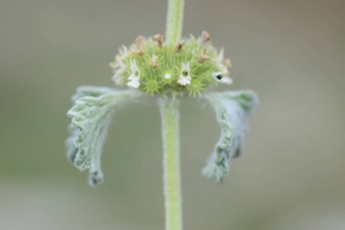 Marrubium vulgare (beyaz horehound veya yaygın horehound), naneli bitki (Lamiaceae) familyasından bir bitki türü.)