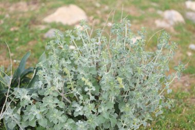 Marrubium vulgare (beyaz horehound veya yaygın horehound), naneli bitki (Lamiaceae) familyasından bir bitki türü.)