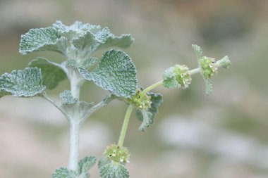 Marrubium vulgare (beyaz horehound veya yaygın horehound), naneli bitki (Lamiaceae) familyasından bir bitki türü.)