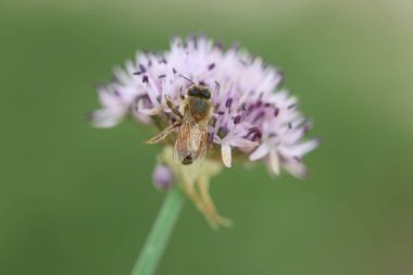 Siyah sarımsak üzerine tünemiş bir bal arısı (allium nigrum)