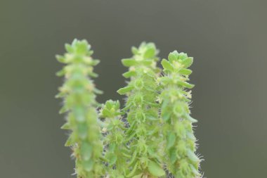 Valantia hispida (Kıllı Valantia), Rubiaceae familyasından yıllık bir bitki türüdür. 