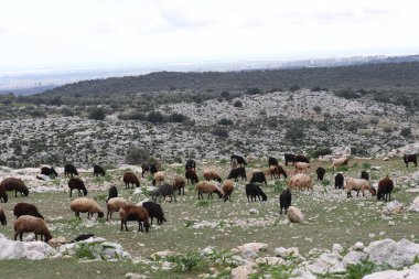 Kayalık bir arazide otlayan bir keçi sürüsü.