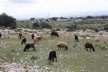 Kayalık bir arazide otlayan bir keçi sürüsü.
