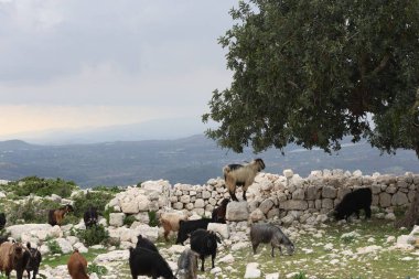 Kayalık bir arazide otlayan bir keçi sürüsü.