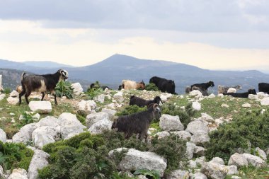 Kayalık bir arazide otlayan bir keçi sürüsü.