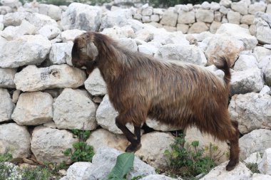 Kayalık arazide otlamaya çalışan bir keçi.