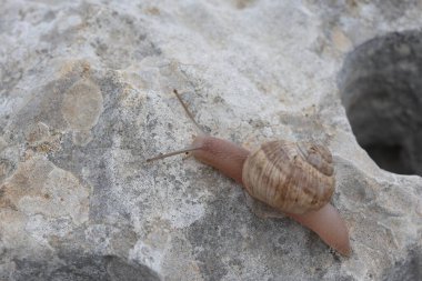 Kayalıklarda sürünen bir salyangoz