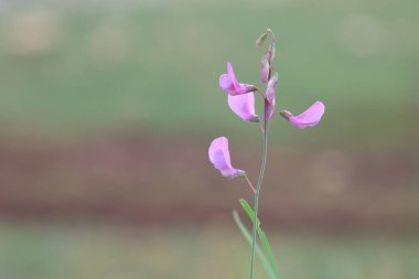 Baharda Lathyrus filiform çiçekleri (İplik benzeri Vetchling) 