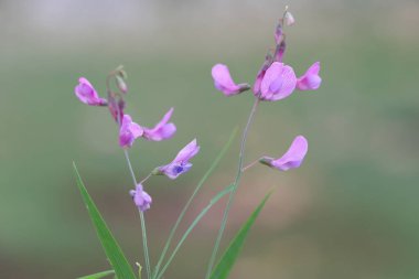 Baharda Lathyrus filiform çiçekleri (İplik benzeri Vetchling) 
