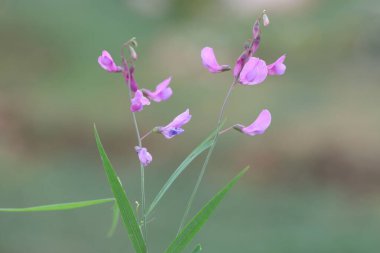 Baharda Lathyrus filiform çiçekleri (İplik benzeri Vetchling) 