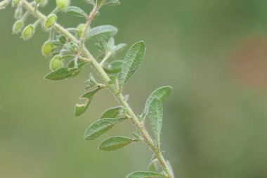 Alyssum Simplex 'in bir kolu, ayrıca Küçük Alison veya Yıllık Madwort olarak da bilinir.