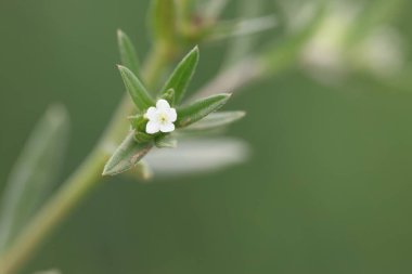 buglossoides arvensis (tarla Gromwell) ilkbaharda yabani çiçek