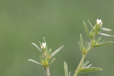 buglossoides arvensis (tarla Gromwell) ilkbaharda yabani çiçek