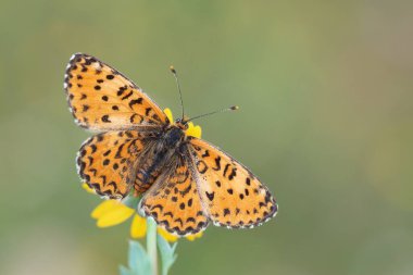 Küçük Benekli Fritiller 'in üst kanatları (Melitaea ıvır zıvır) kelebeği