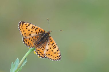 Küçük Benekli Fritiller 'in üst kanatları (Melitaea ıvır zıvır) kelebeği