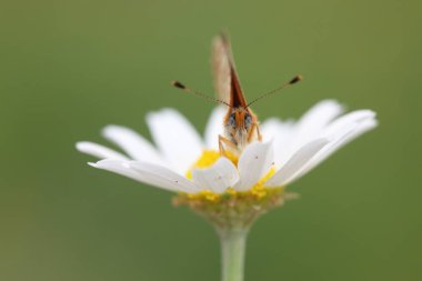  Çiçek üzerindeki küçük lekeli Fritiller (Melitaea ıvır zıvırı) kelebeği