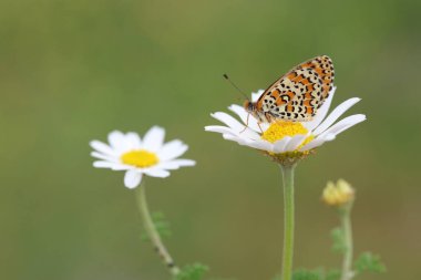  Küçük Benekli Fritiller 'in (Melitaea ıvır zıvırı) kanatları altında bir çiçeğin üzerinde kelebek