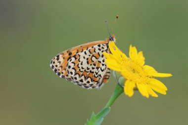  Küçük Benekli Fritiller 'in (Melitaea ıvır zıvırı) kanatları altında bir çiçeğin üzerinde kelebek