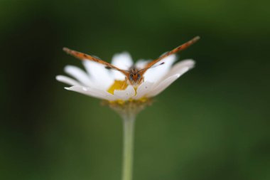  Çiçek üzerindeki küçük lekeli Fritiller (Melitaea ıvır zıvırı) kelebeği