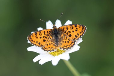 Küçük Benekli Fritiller 'in üst kanatları (Melitaea ıvır zıvır) kelebeği