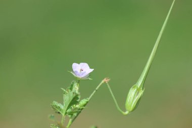 İlkbaharda erodyum gruinyum (uzun gagalı turna gagalı) çiçeği
