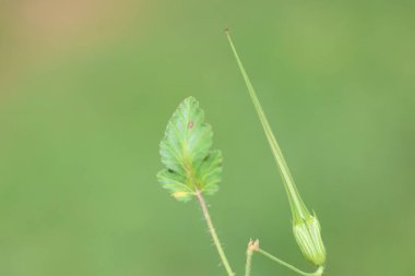 İlkbaharda, pembe erodyum gruinyum (uzun gagalı turna gagalı) tohumu ve yaprağı