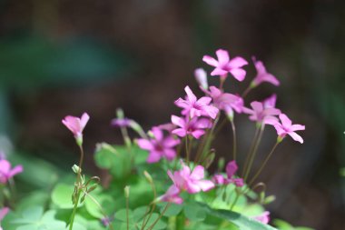 Oksalis debilis pembe çiçekleri (pembe ağaçkakan))