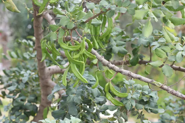 Keçiboynuzu ağacının yeşil çekirgeli dalı.