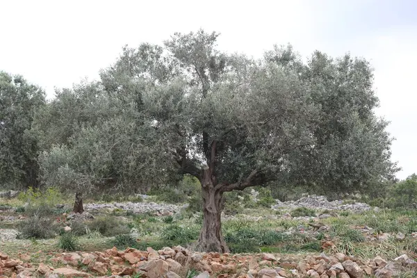 Kayalık boğa dağında yaşlı bir zeytin ağacı, muhtemelen Tarsus Sarulak adında yerel bir zeytin türü.