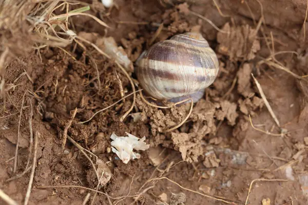  Yumurtalarını bırakmak için güvenli bir yuva oluşturmak için toprağı kazan bir salyangoz.