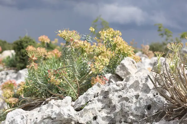 Euphorbia rigida, aynı zamanda sincap spurge olarak da bilinir, kayalarda yetişir.