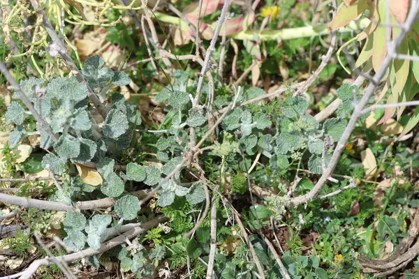 Marrubium vulgare (beyaz horehound veya yaygın horehound), naneli bitki (Lamiaceae) familyasından bir bitki türü.)