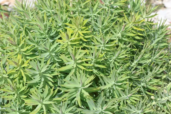 Euphorbia rigida 'nın üst görüntüsü, sincap spurge olarak da bilinir.